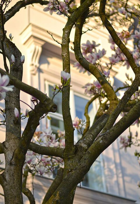 Zámek Ratměřice – rozkvetlý strom